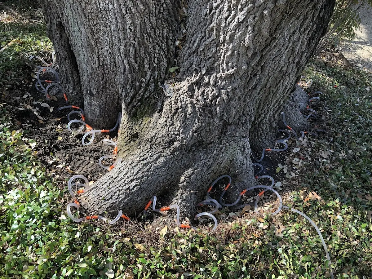 Detailed Tree Cabling and Bracing job site in Titonka