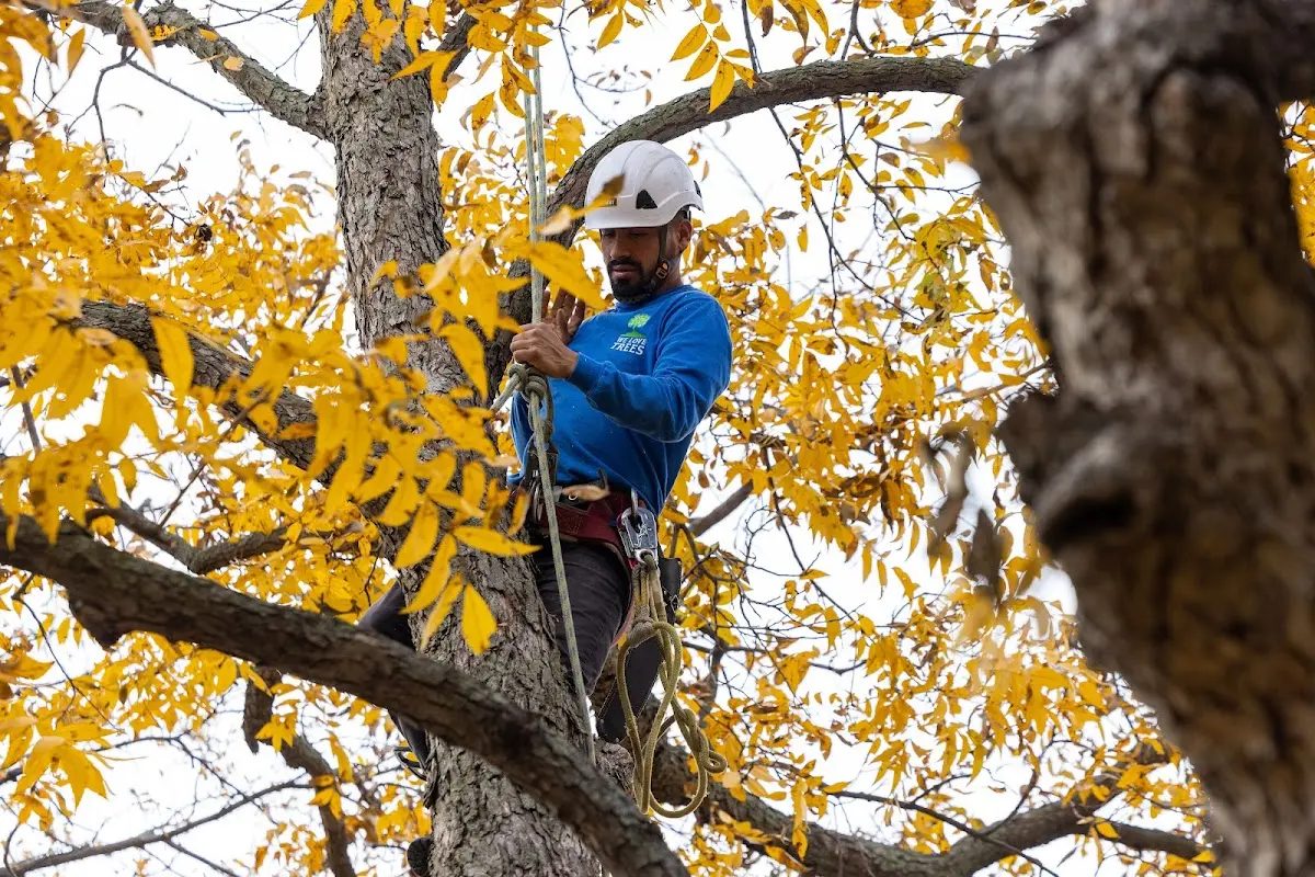 Skilled Tree Trimming crew working in Titonka